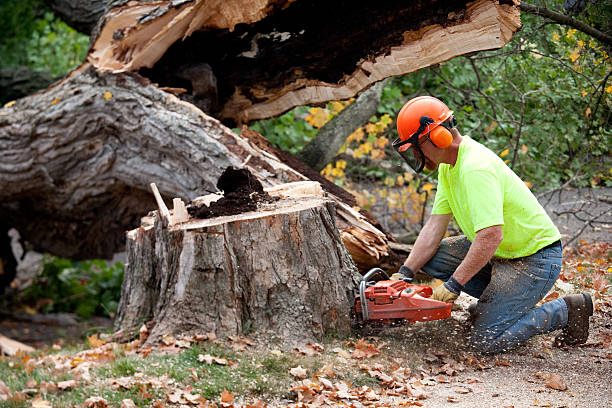 How Our Tree Care Process Works  in Palmyra, IN